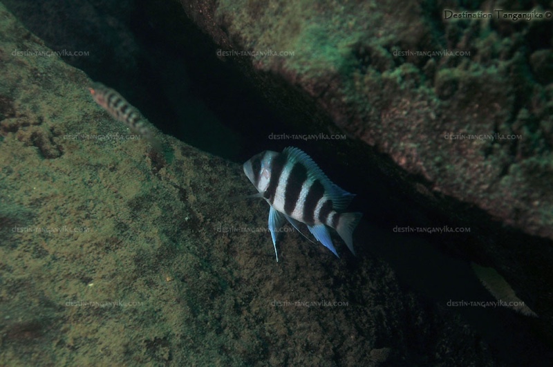 Cyphotilapia gibberosa 'Kerenge Island'